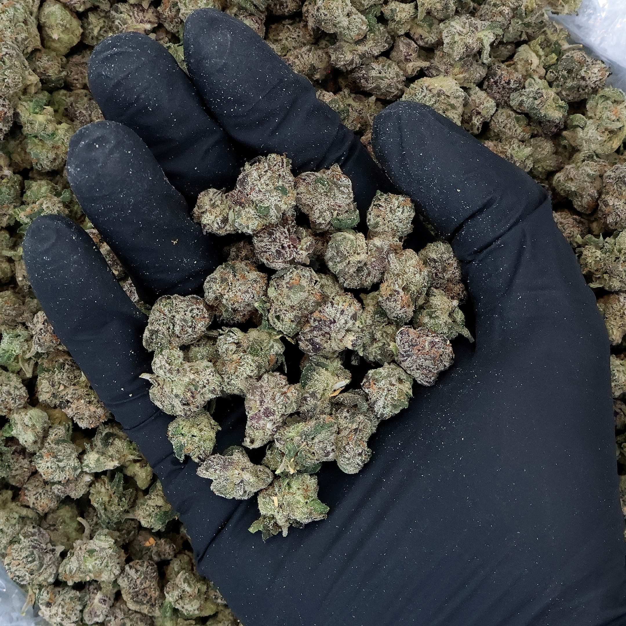 Flamingo Runtz THCa Smalls Flower