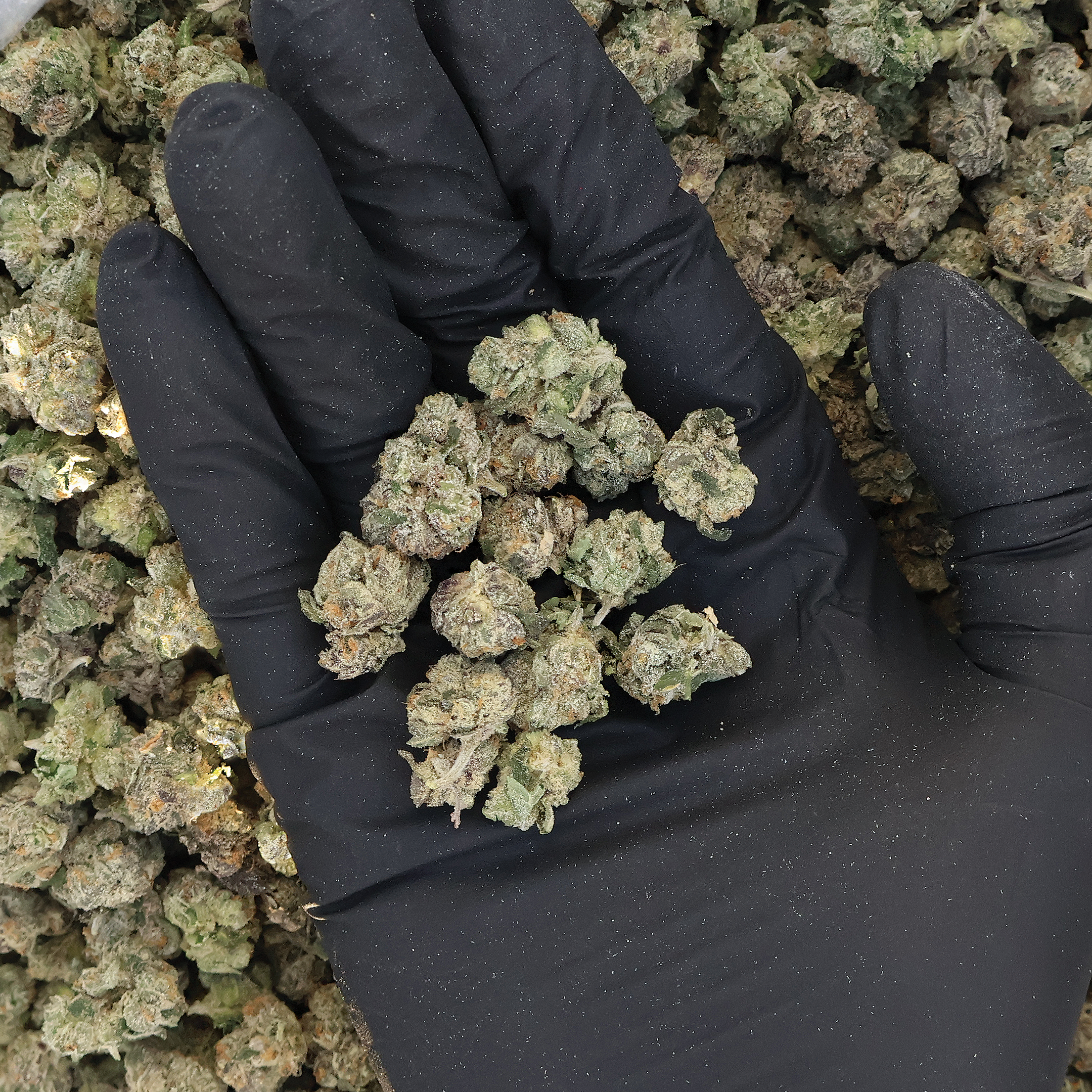 Gello THCa Smalls Flower