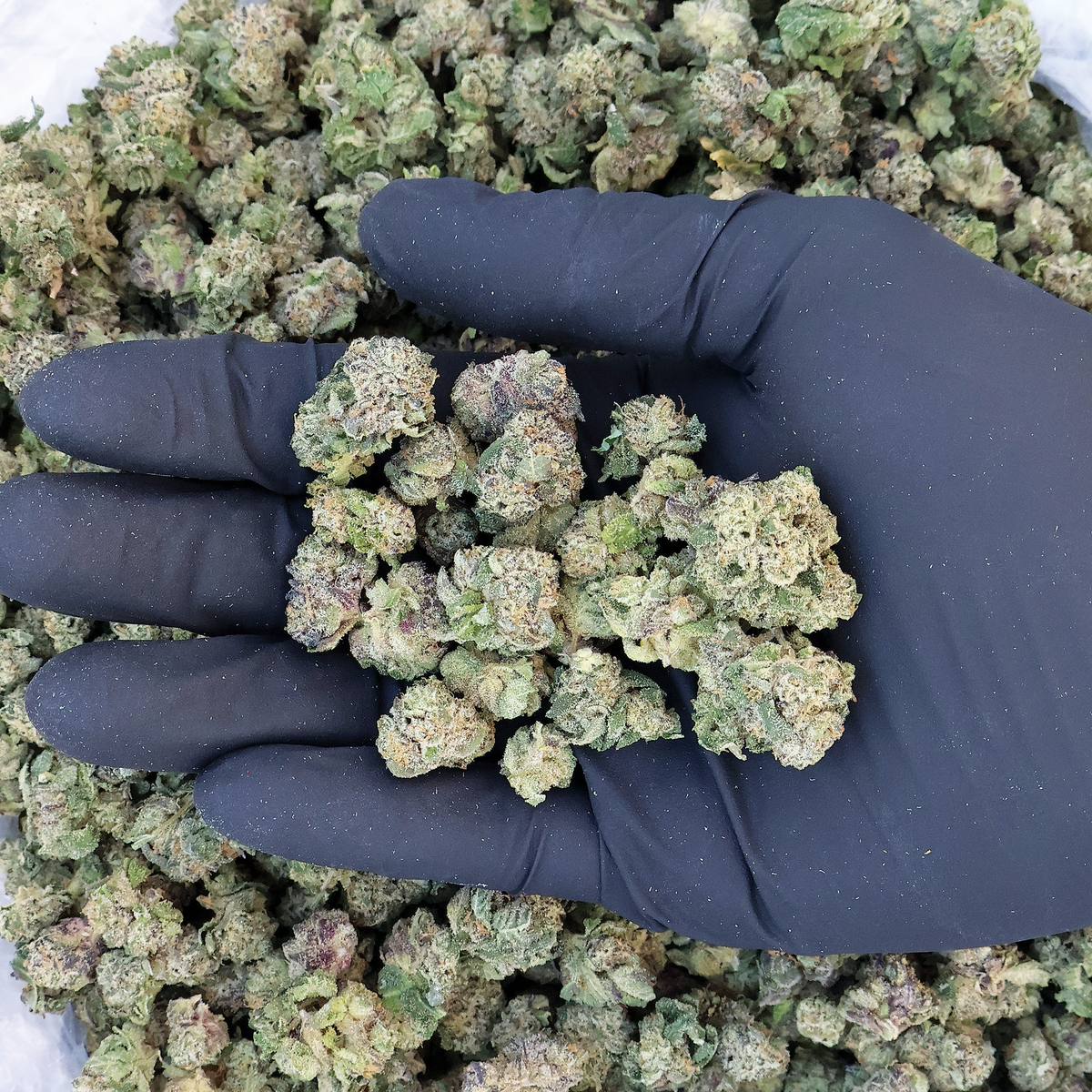 Perma Tears THCa Smalls Flower