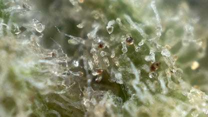 Mystic Glue
