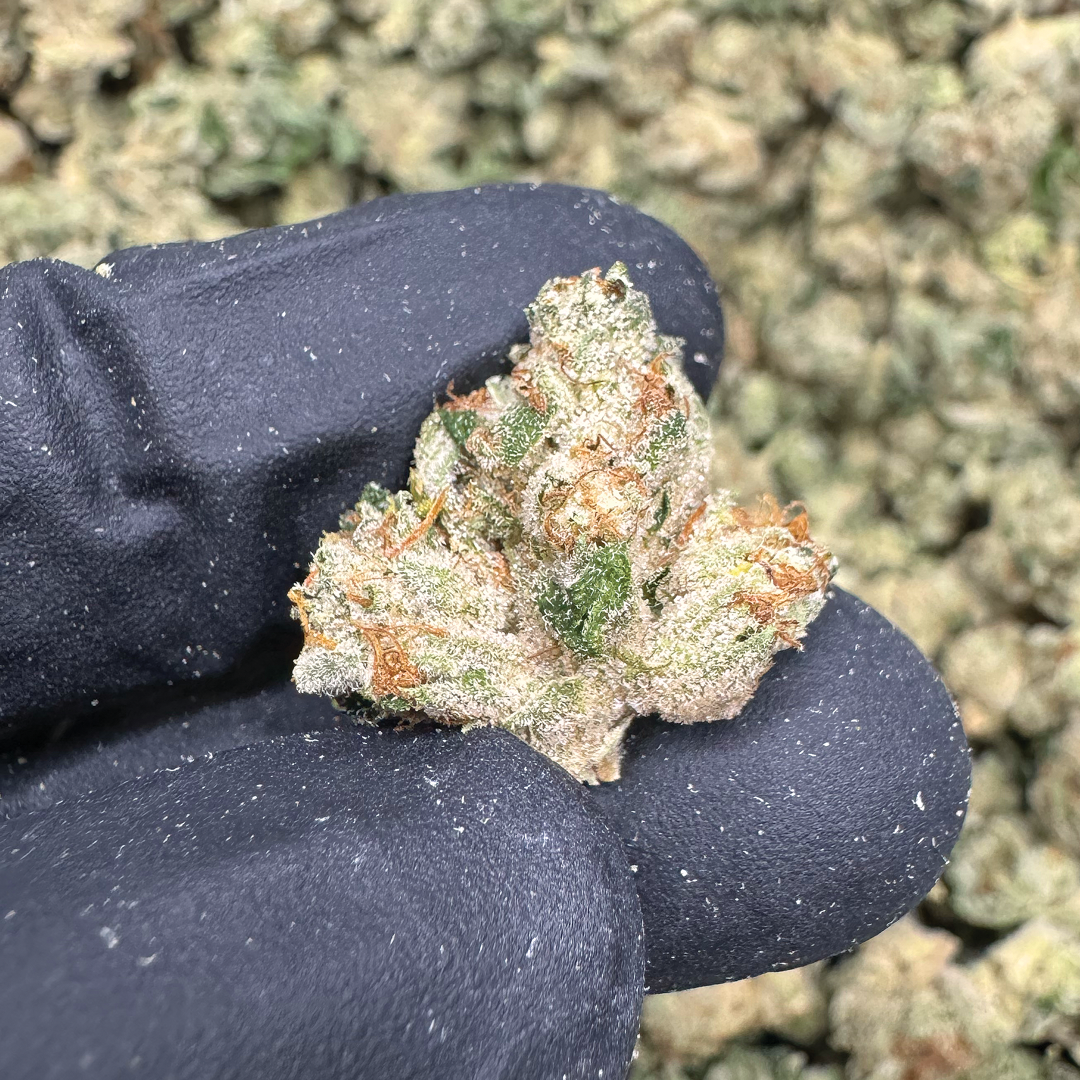 Alien OG Smalls