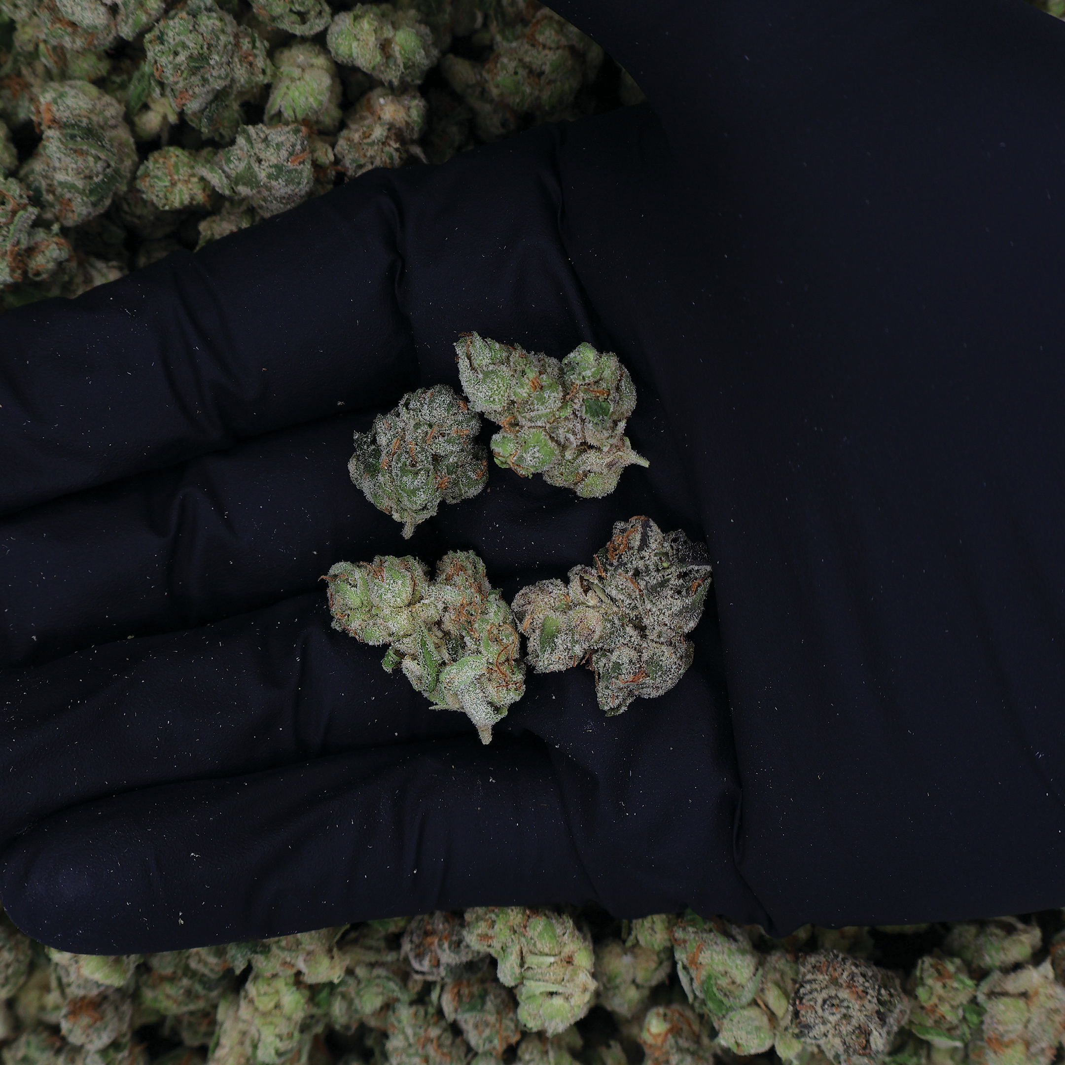 Black Amber THCa Smalls Flower