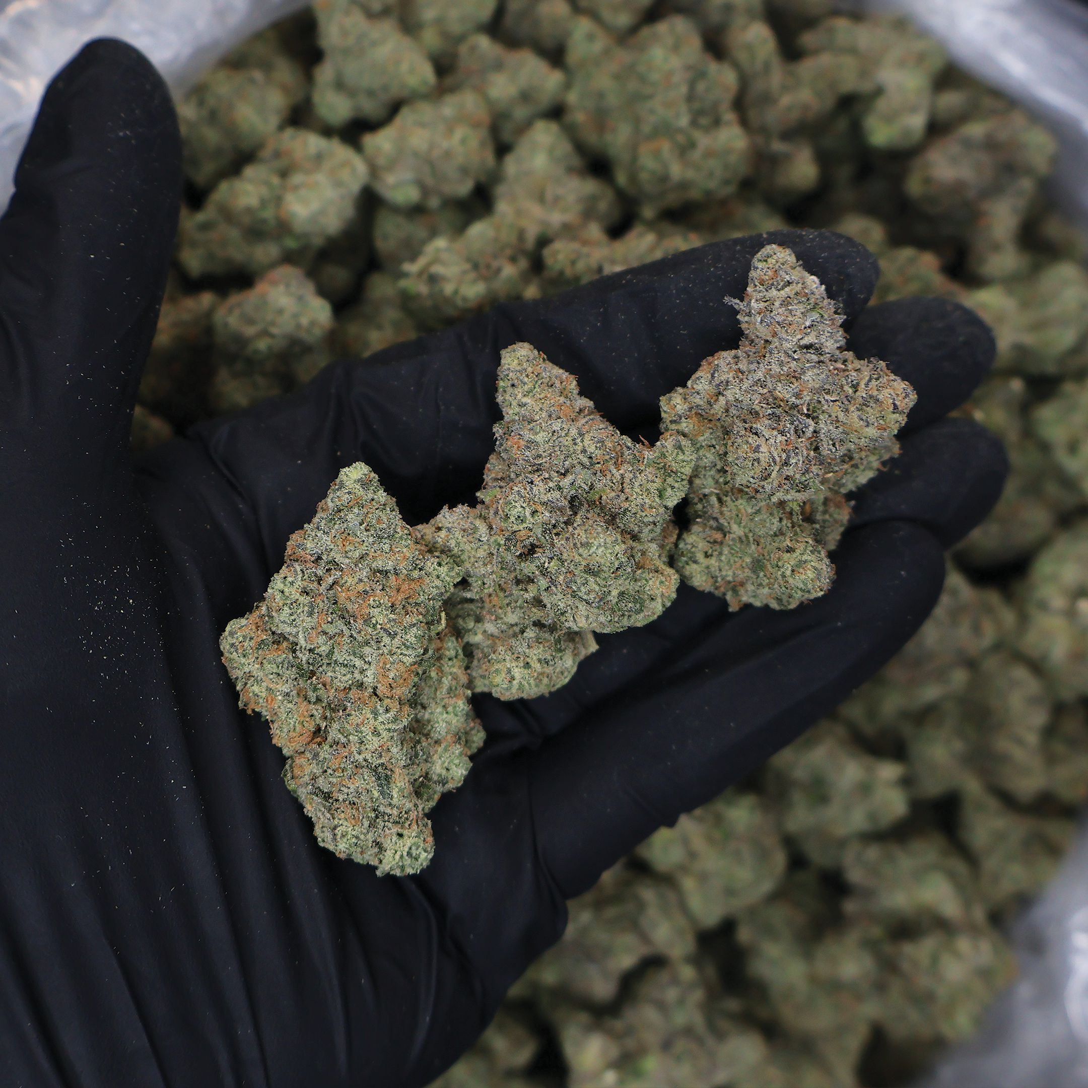 Candy Candy THCa Flower - Miracle of The Desert