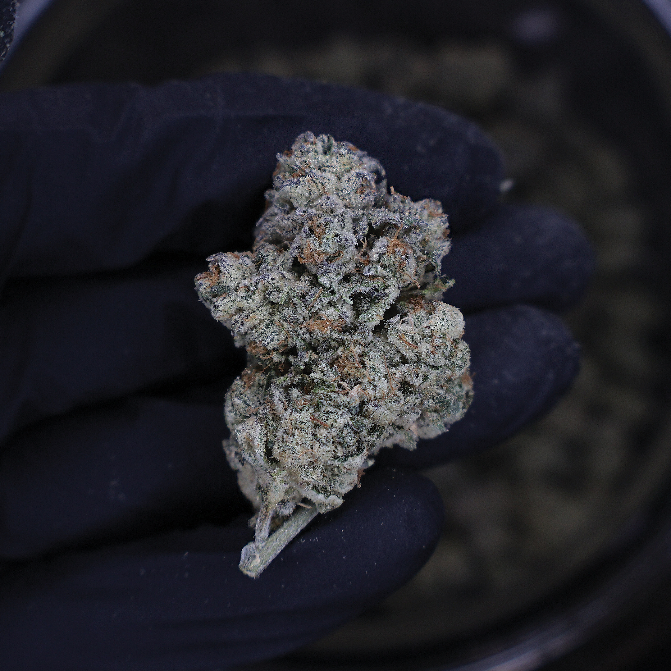 Carmelo THCa Flower - Miracle of The Desert