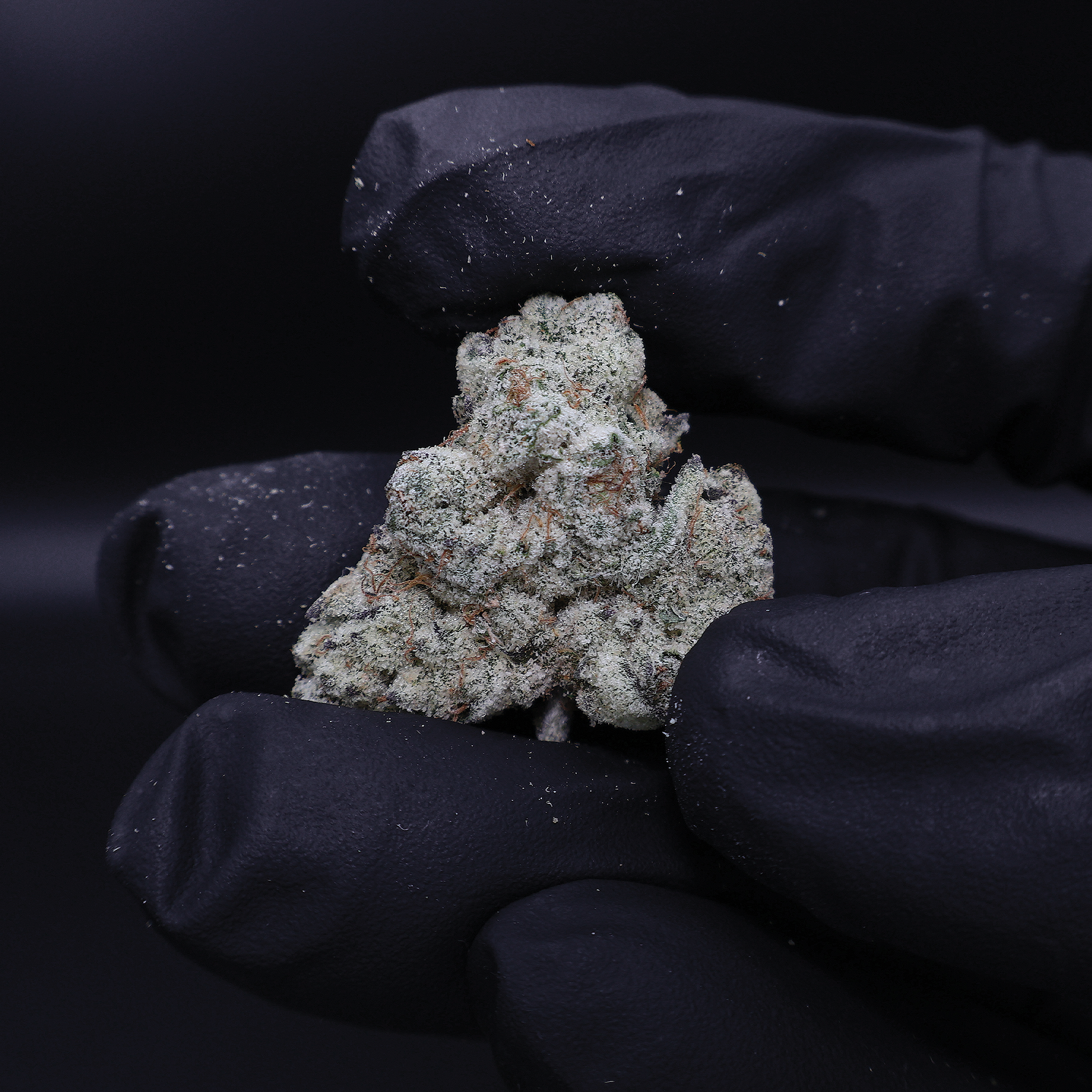 DJ Icy THCa Flower - Miracle of The Desert