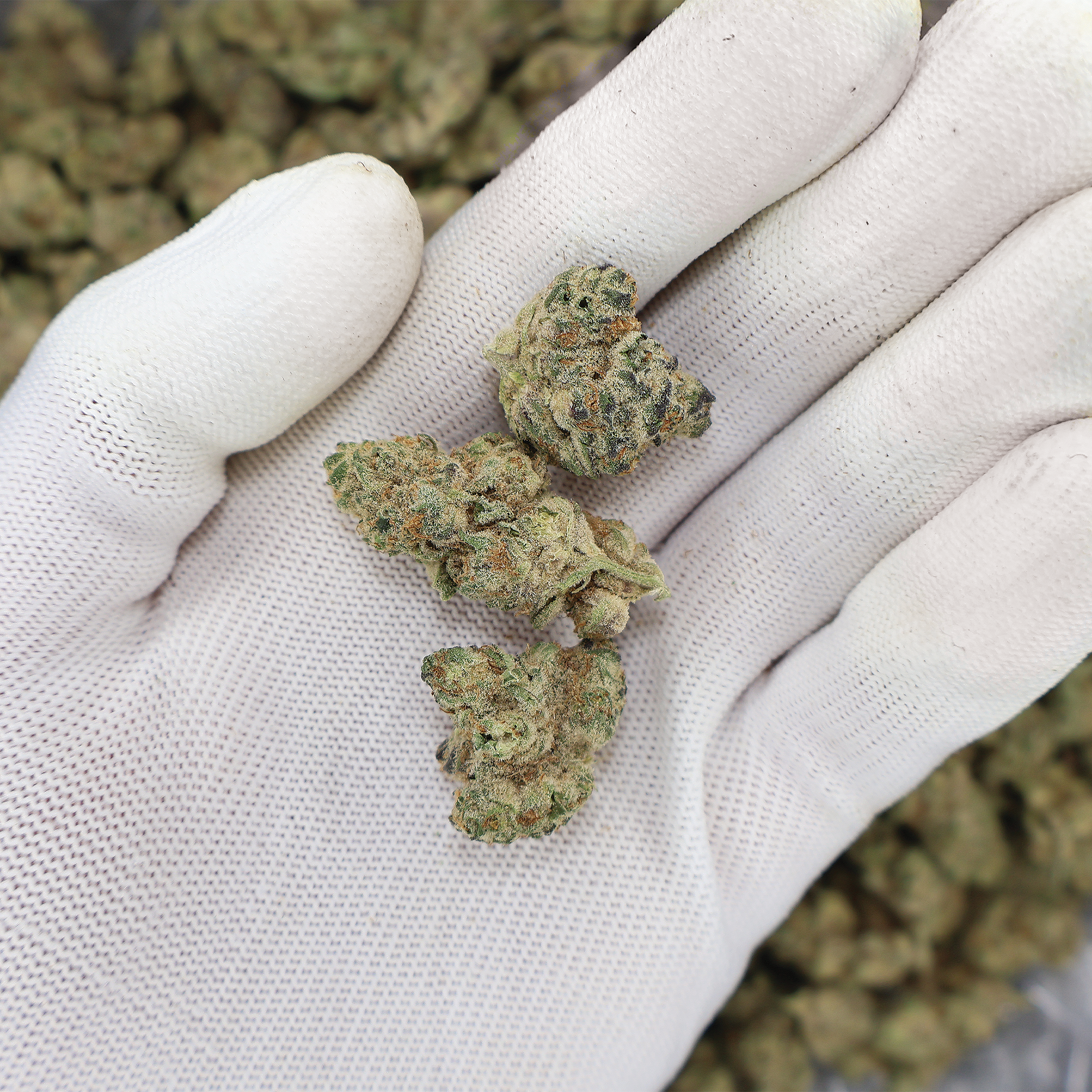 Grapes N Cream (GNC) Smalls Flower - The Miracle Shop