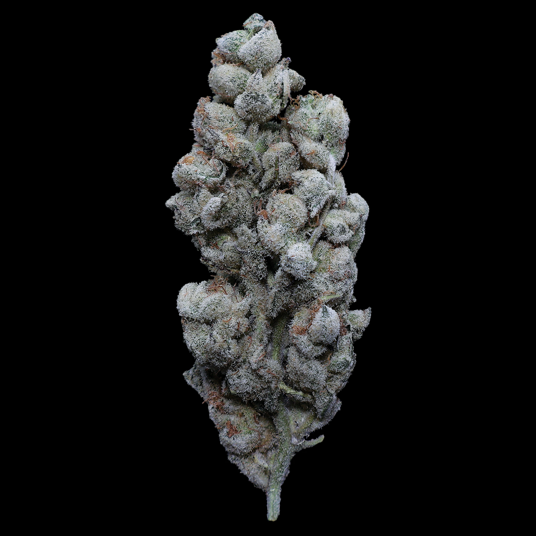 MAC 1 X Jealousy THCa Flower - Miracle of The Desert