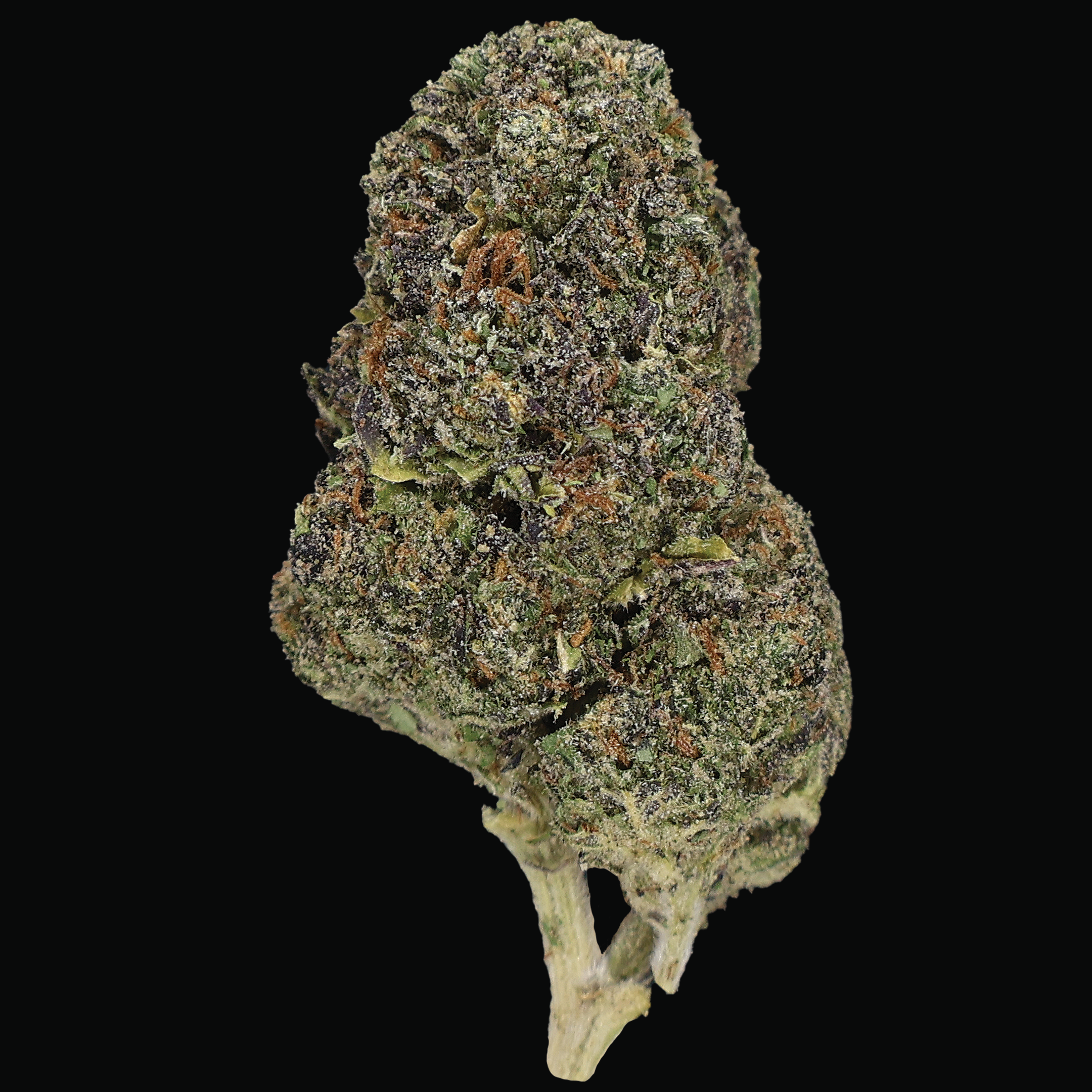 Obama Runtz THCa Flower - Miracle of The Desert