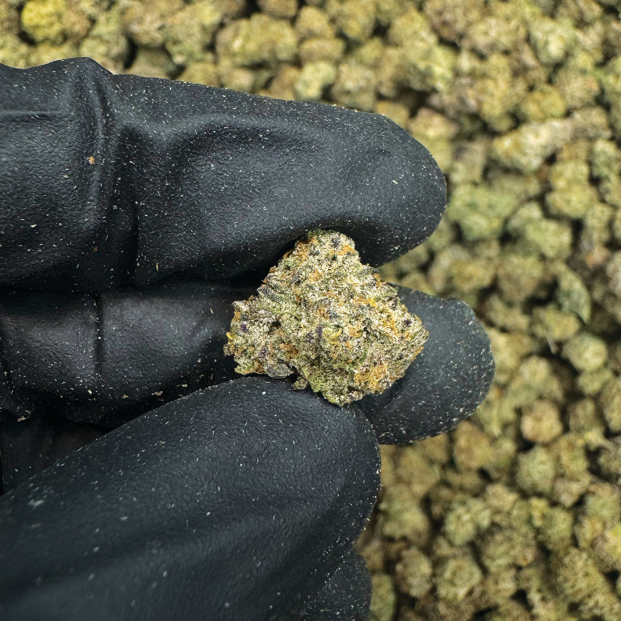 PPP THCa Flower (Smalls)