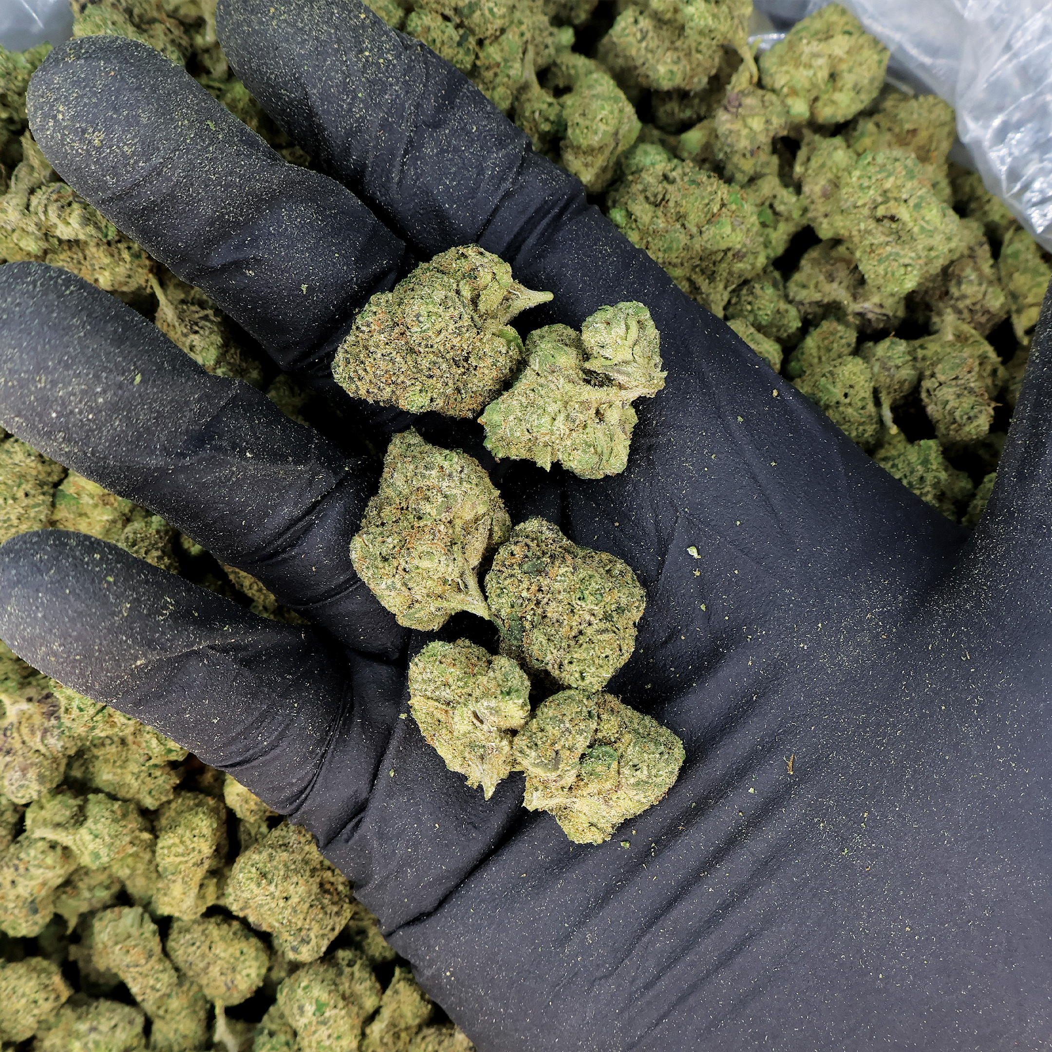 Close-up of Snoop Dogg OG THCA flower buds from Miracle of the Desert, showcasing vibrant green cannabis with orange hairs.