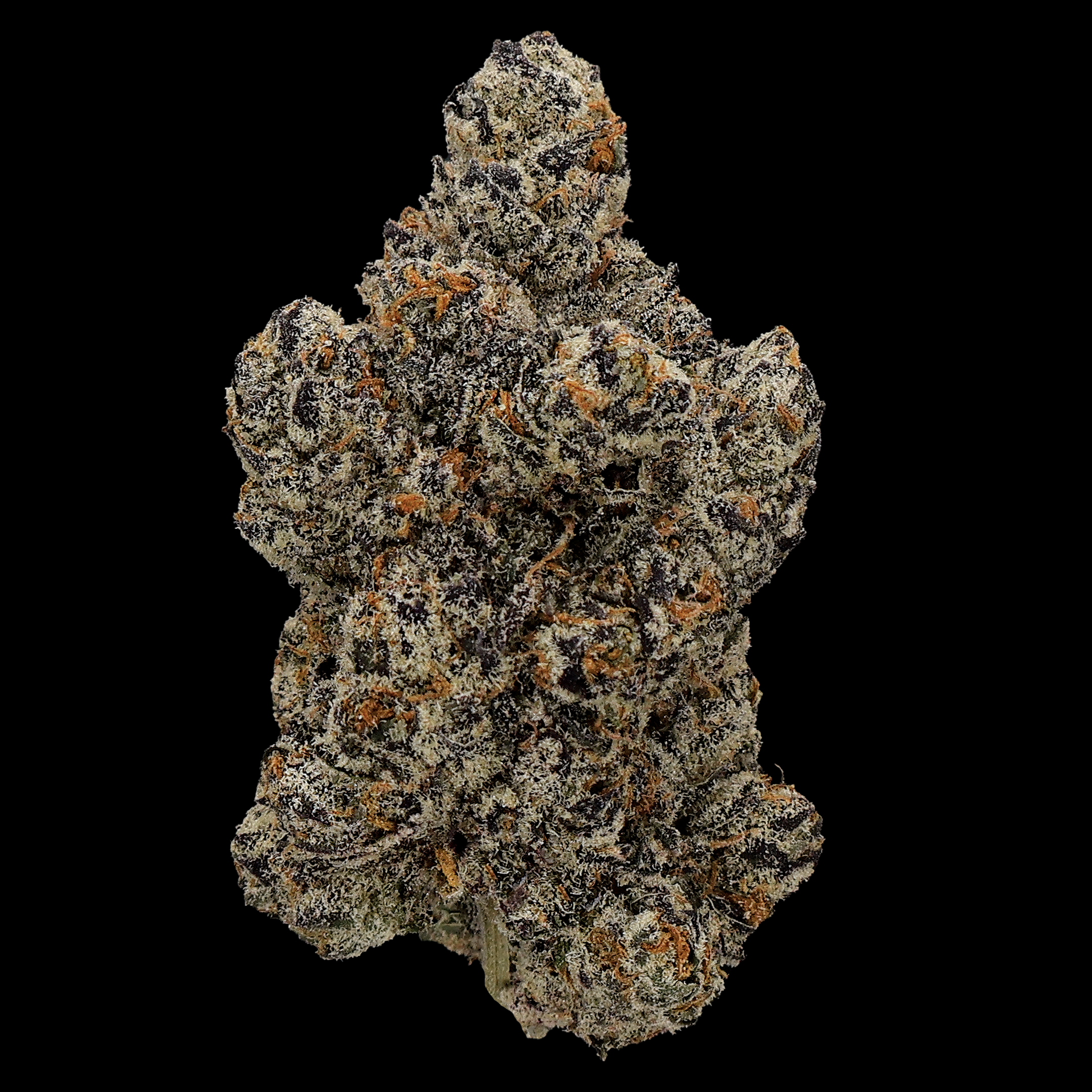 White Cherry Runtz x Pure Michigan THCA Flower by Miracle of the Desert, fresh white and green cannabis buds with orange hairs and trichomes.