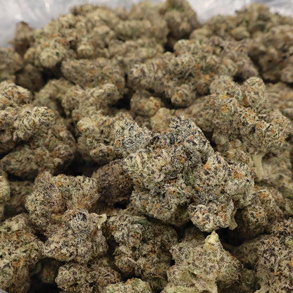 White Cherry Runtz x Pure Michigan THCA Flower by Miracle of the Desert, showing dense white flower buds with orange hairs and crystalline trichomes.